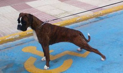 Jiji lamorosa De La Vallee D'ailly
